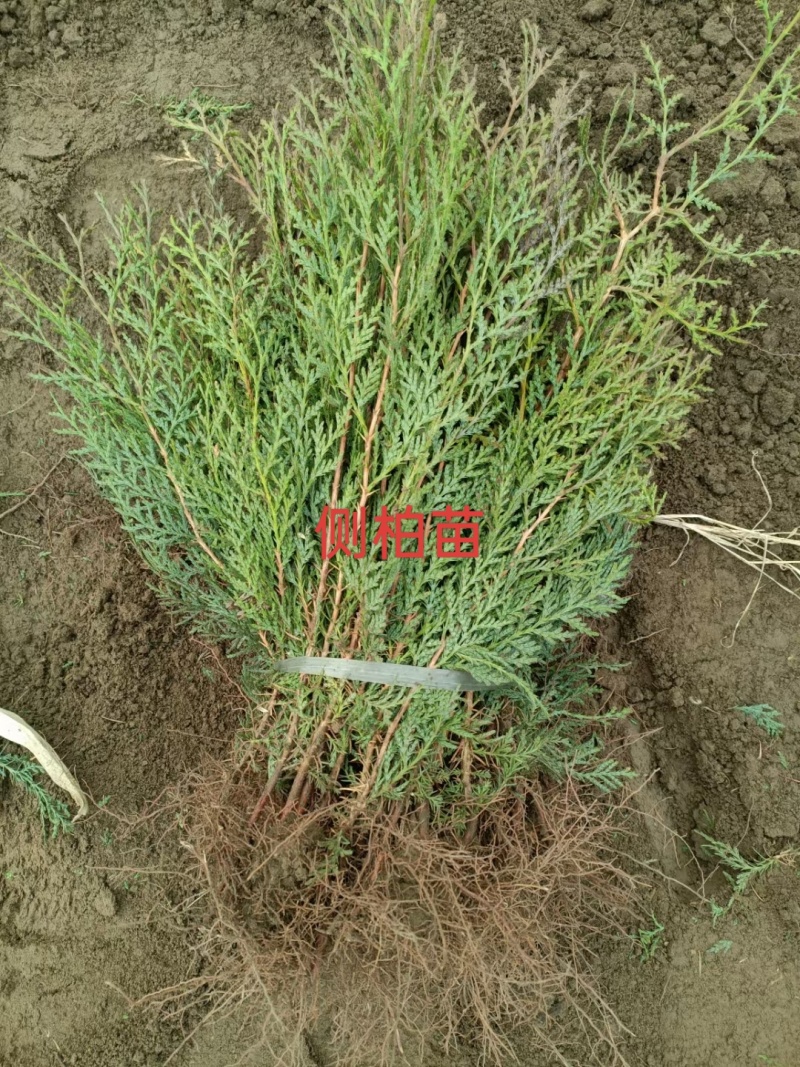 河北定州侧柏小苗子播柏树苗扁柏小苗现侧柏苗基地直发