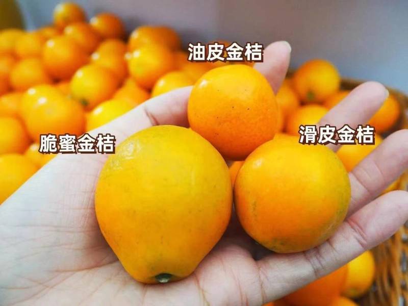 广西融安脆蜜金桔