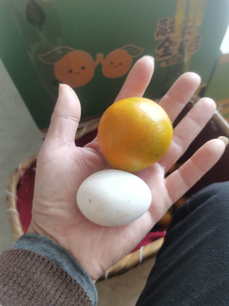 广西融安脆蜜金桔