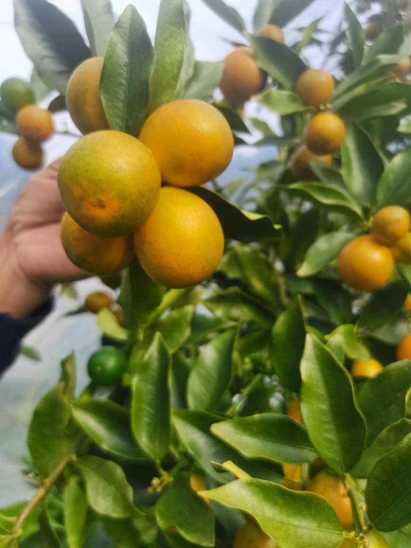 广西融安脆蜜金桔