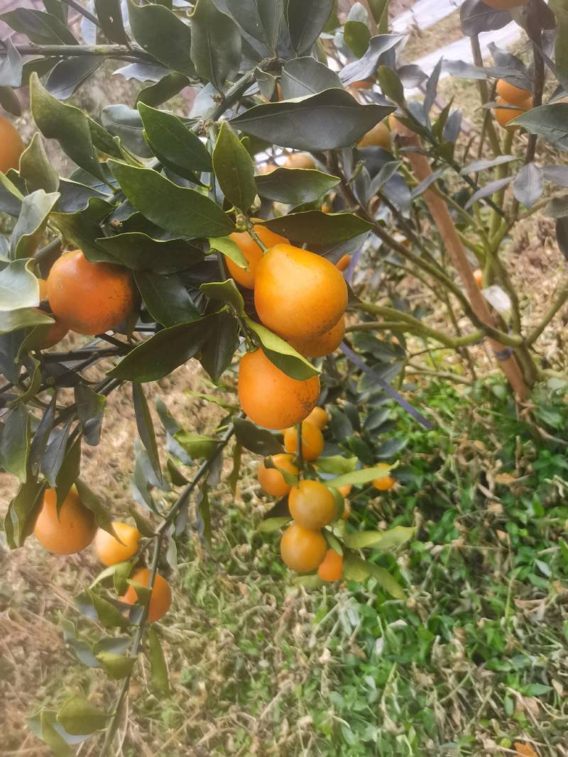 广西融安脆蜜金桔