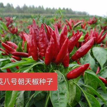杜绝假货朝天椒种子辣椒种子簇生三英八号辣椒籽中辣蔬菜种子