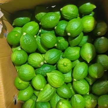 广东香水柠檬