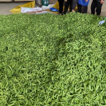 【精品】荷兰豆豌豆产地直发现摘现发量大从优欢迎