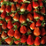 甜查理草莓，山东甜查理草莓质量好产地一手货源保质保量