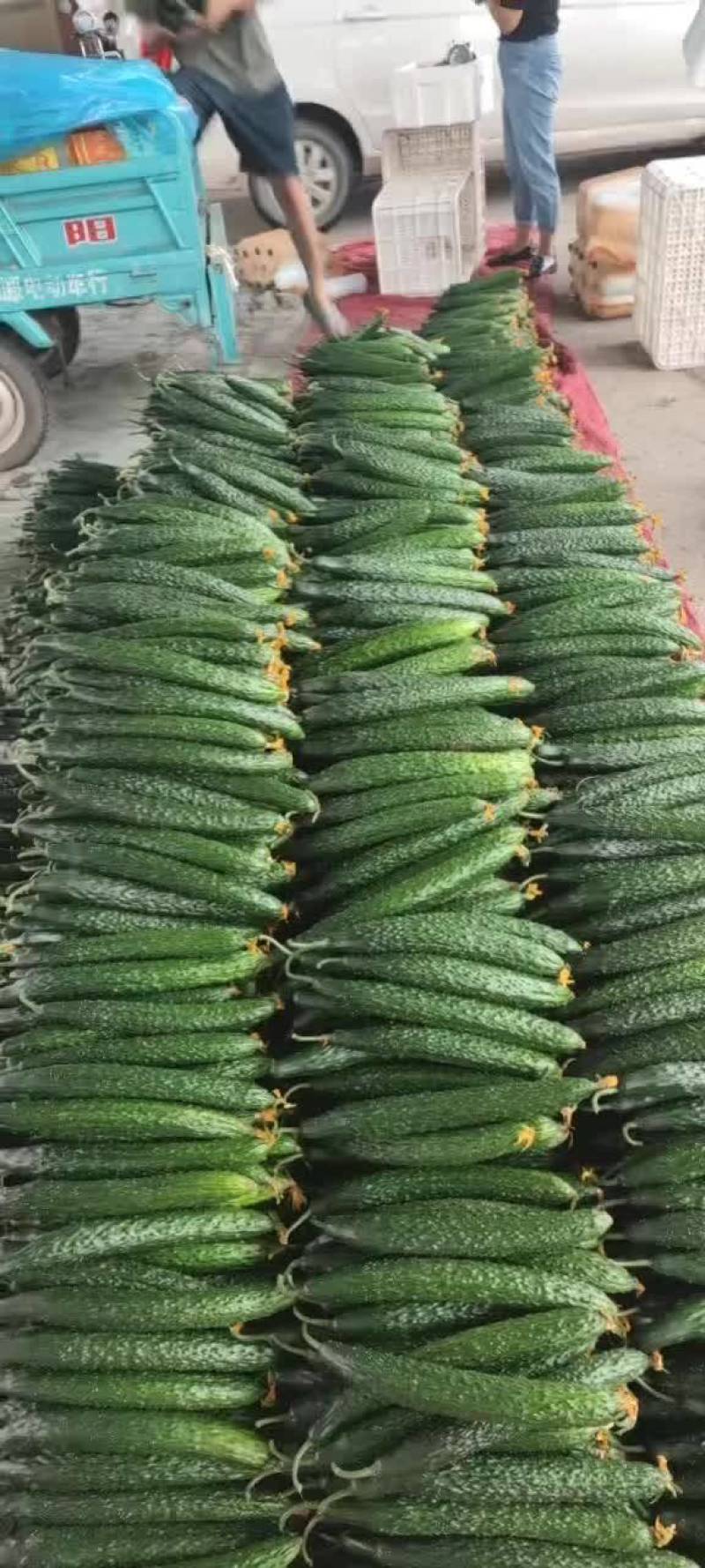 兰陵县精品密刺黄瓜，大量上市，价格不高，需要的老板联系