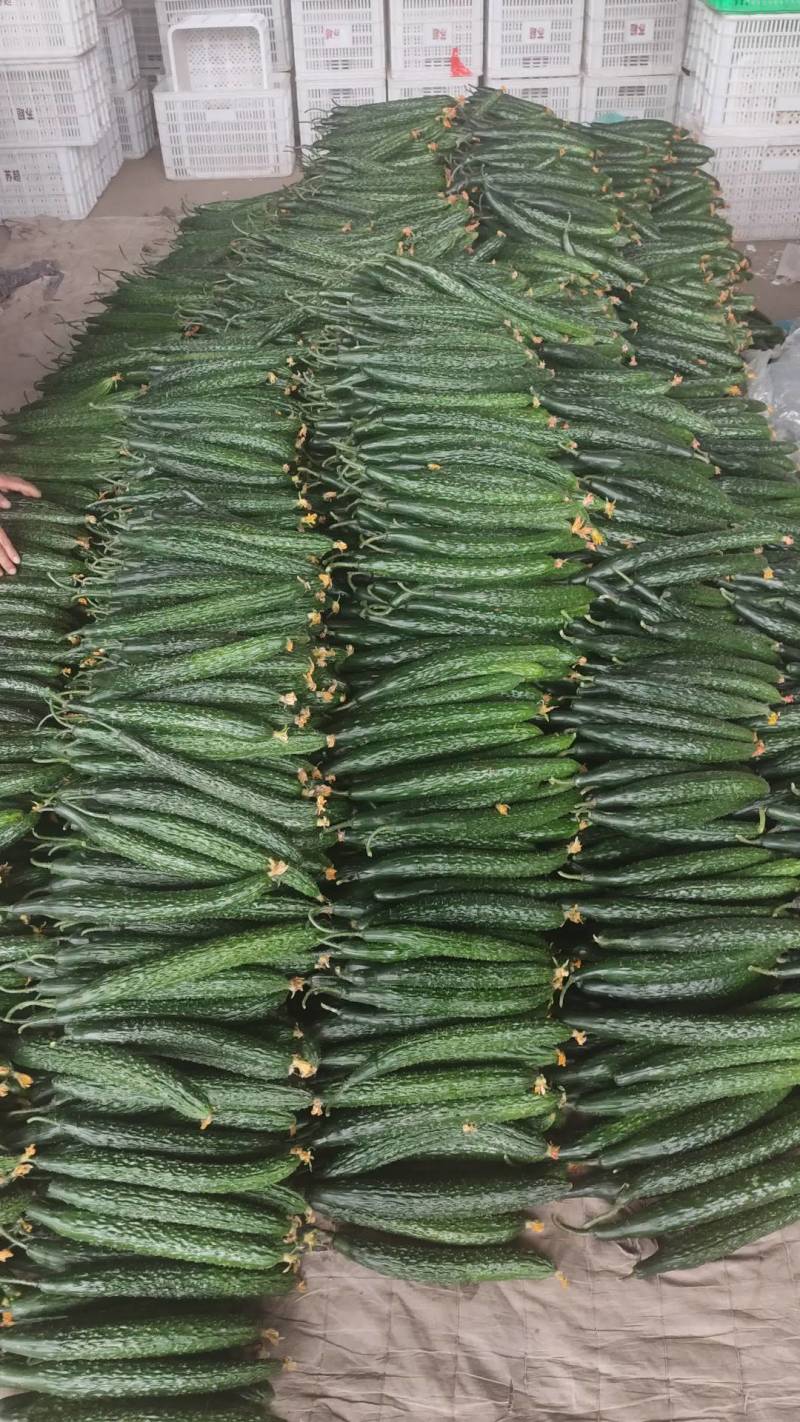 兰陵县精品密刺黄瓜，大量上市，价格不高，需要的老板联系