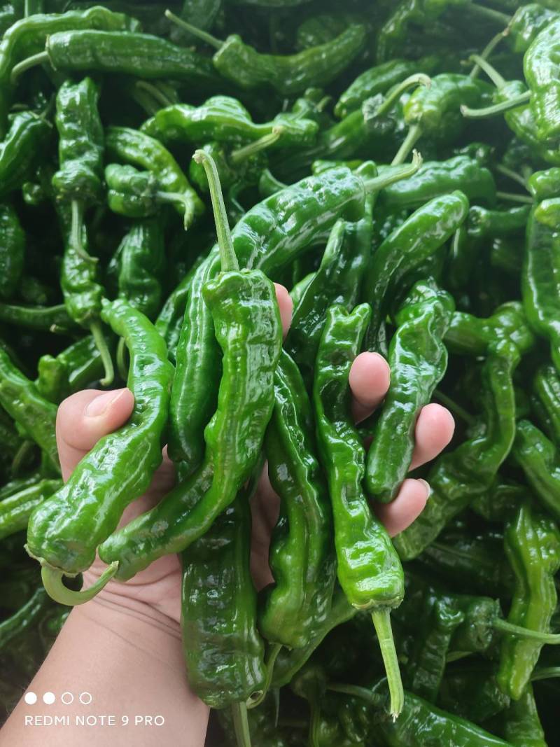 精品陇椒，螺丝椒，大量上市，价格不高，需要的老板联系