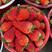 联盟草莓，联盟草莓果型好，耐运输，保质保量支持全国代发