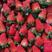 联盟草莓，联盟草莓果型好，耐运输，保质保量支持全国代发