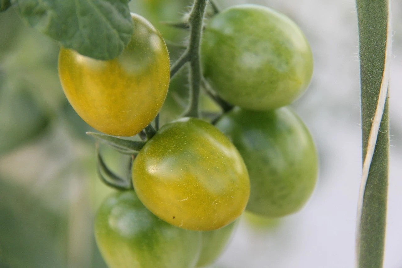 一盘新鲜的青色圣女果,表面光滑呈青绿色 青色圣女果的特写
