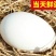 农家土鹅蛋营养丰富受精种鹅蛋可孵化保质保量包邮