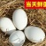 农家土鹅蛋营养丰富受精种鹅蛋可孵化保质保量包邮