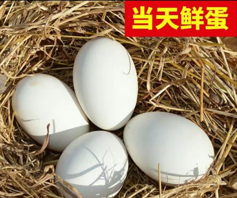 农家土鹅蛋营养丰富受精种鹅蛋可孵化保质保量包邮
