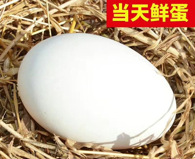 农家新鲜土鹅蛋散养土鹅蛋健康营养美味另售受精种鹅蛋