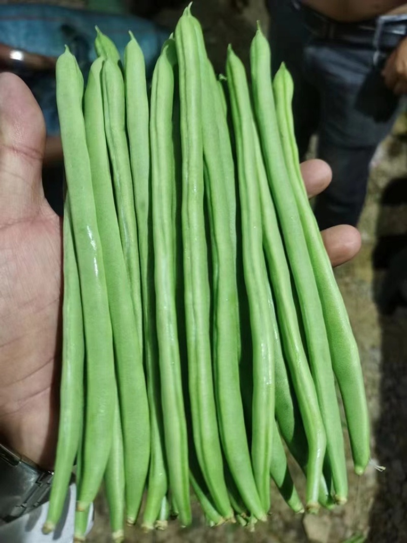 盛绿小金豆种子高产四季豆种子红花中早熟抗寒