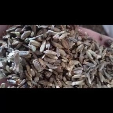 种籽产新中