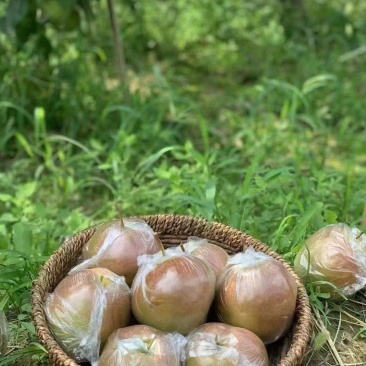 雨露香梨产地直供一手货源品质保证全国发货