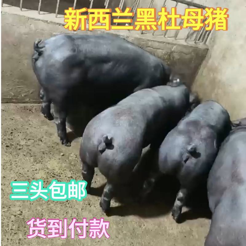 黑杜母猪新西兰牧场品种长身高腿肌肉感超强黑杜种猪