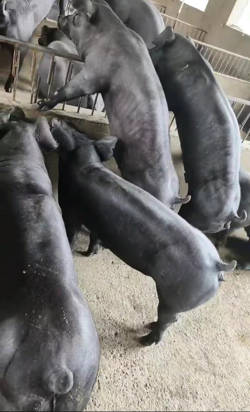 黑杜母猪新西兰牧场品种长身高腿肌肉感超强黑杜种猪