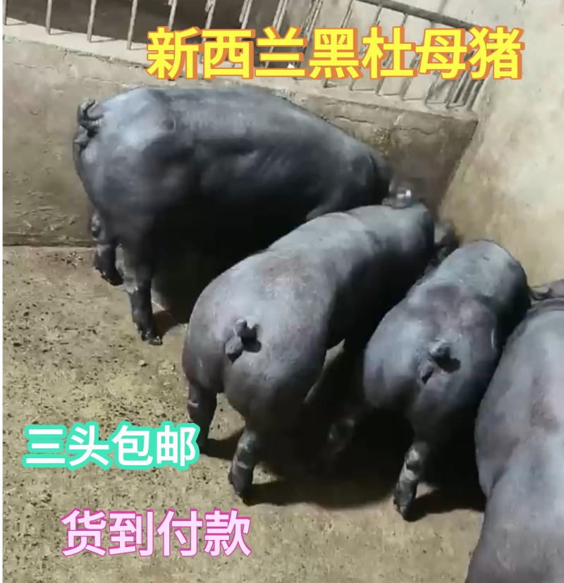 黑杜母猪新西兰牧场品种长身高腿肌肉感超强黑杜种猪