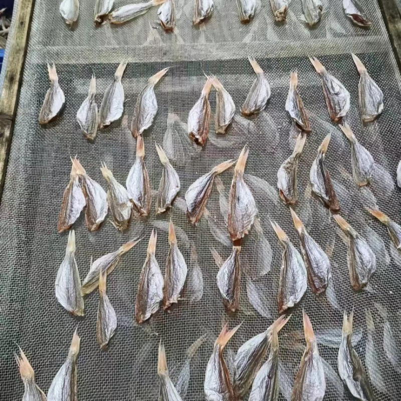 金线鱼干三去加工成淡口鱼干金线鱼（刀鲤鱼）全国包邮