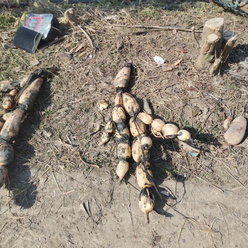 鄂莲6号藕种支持预订头年新塘鄂莲6号量大从优