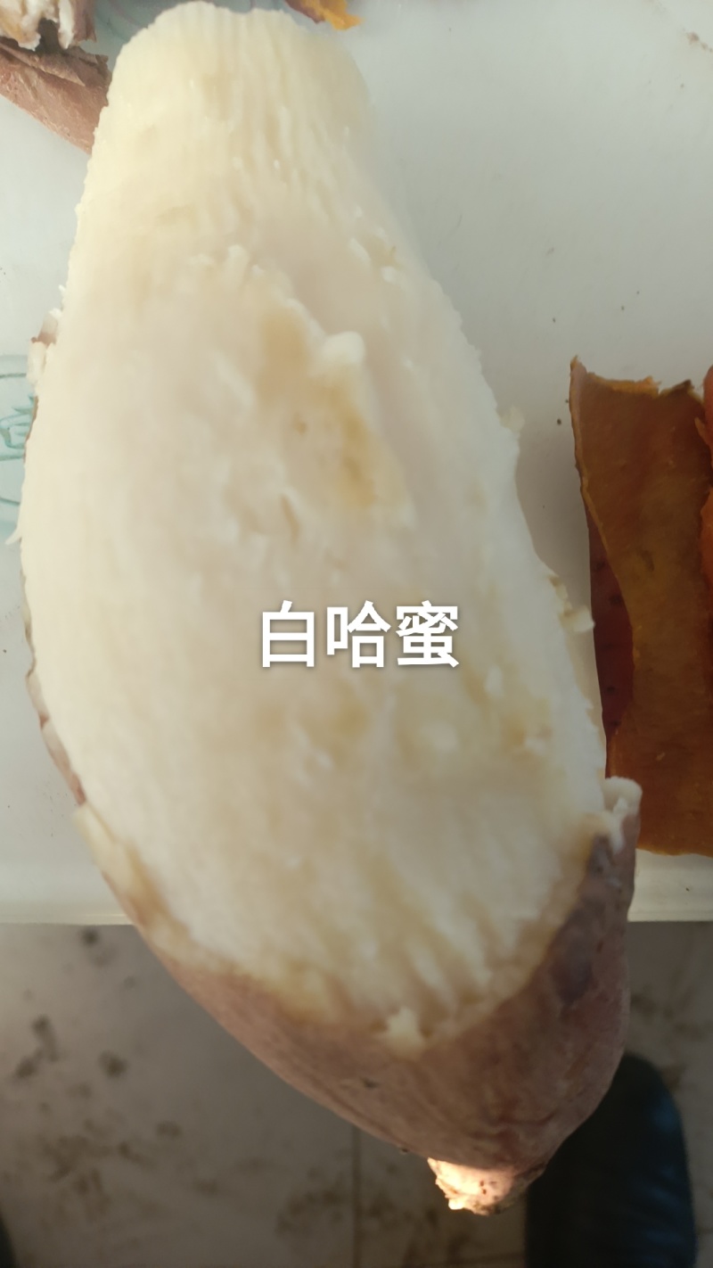 【白哈蜜红薯】山东产地直发，大量现货供应，对接批发