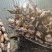 鄂莲6号藕种支持预订头年新塘鄂莲6号量大从优