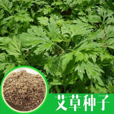艾草种子药用艾草种子大叶草艾绒香艾草四季种野艾草艾蒿艾叶