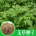 艾草种子药用艾草种子大叶草艾绒香艾草四季种野艾草艾蒿艾叶
