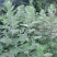 艾草种子药用艾草种子大叶草艾绒香艾草四季种野艾草艾蒿艾叶