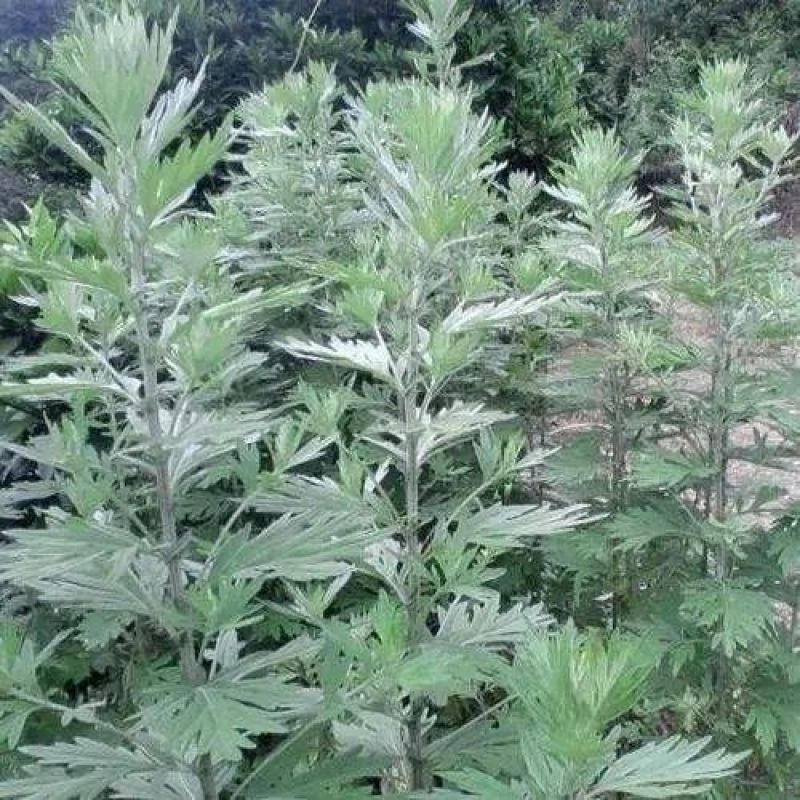 艾草种子药用艾草种子大叶草艾绒香艾草四季种野艾草艾蒿艾叶