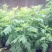 艾草种子药用艾草种子大叶草艾绒香艾草四季种野艾草艾蒿艾叶