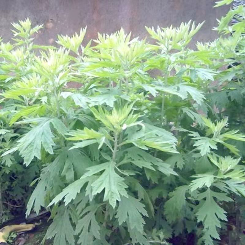 艾草种子药用艾草种子大叶草艾绒香艾草四季种野艾草艾蒿艾叶