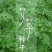 艾草种子药用艾草种子大叶草艾绒香艾草四季种野艾草艾蒿艾叶