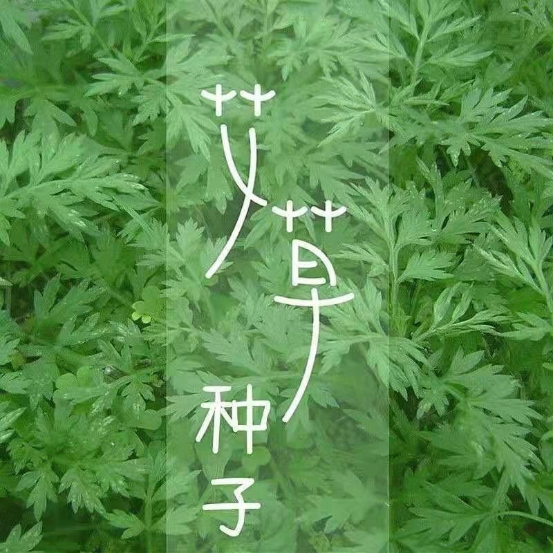 艾草种子药用艾草种子大叶草艾绒香艾草四季种野艾草艾蒿艾叶