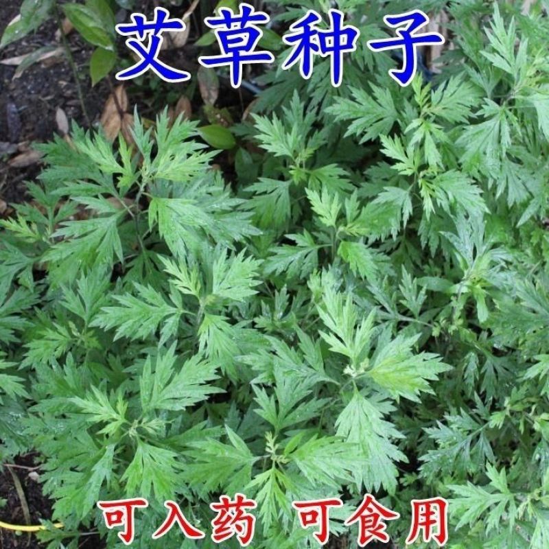 艾草种子药用艾草种子大叶草艾绒香艾草四季种野艾草艾蒿艾叶
