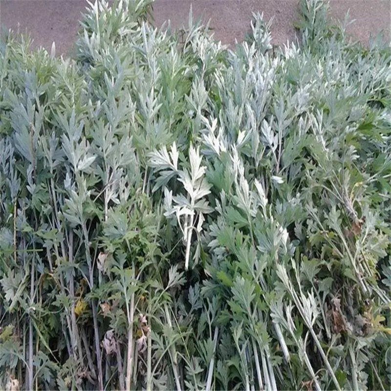 艾草种子药用艾草种子大叶草艾绒香艾草四季种野艾草艾蒿艾叶