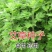 艾草种子药用艾草种子大叶草艾绒香艾草四季种野艾草艾蒿艾叶