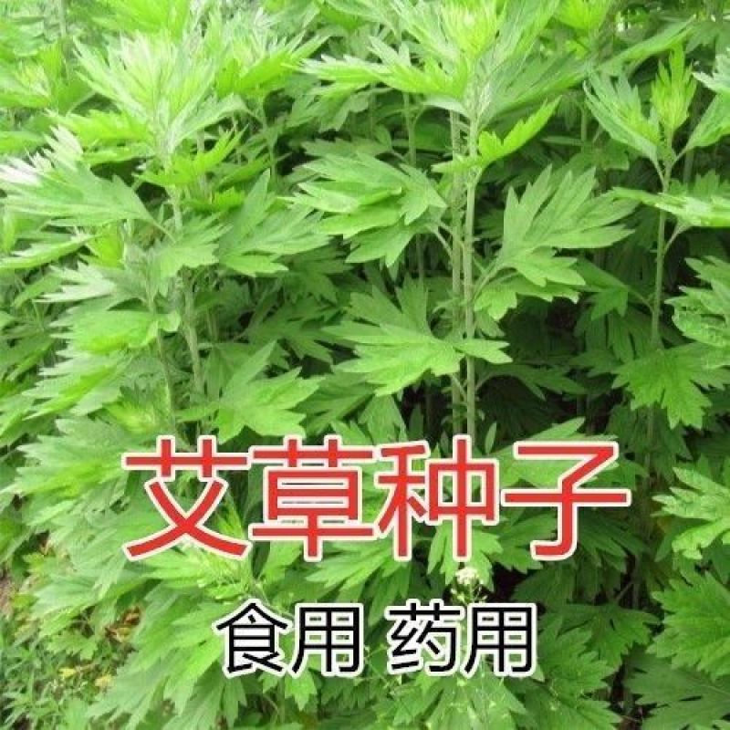 艾草种子药用艾草种子大叶草艾绒香艾草四季种野艾草艾蒿艾叶