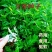艾草种子药用艾草种子大叶草艾绒香艾草四季种野艾草艾蒿艾叶