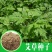 艾草种子药用艾草种子大叶草艾绒香艾草四季种野艾草艾蒿艾叶