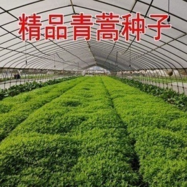 新采青蒿种子野生青蒿种子草蒿种子香蒿种子苦蒿种子