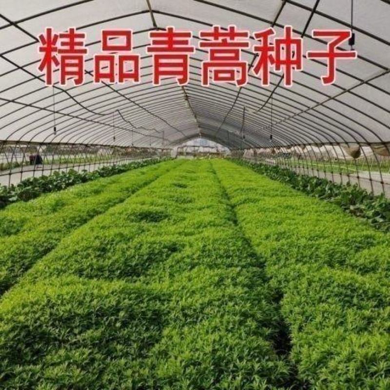 新采青蒿种子野生青蒿种子草蒿种子香蒿种子苦蒿种子