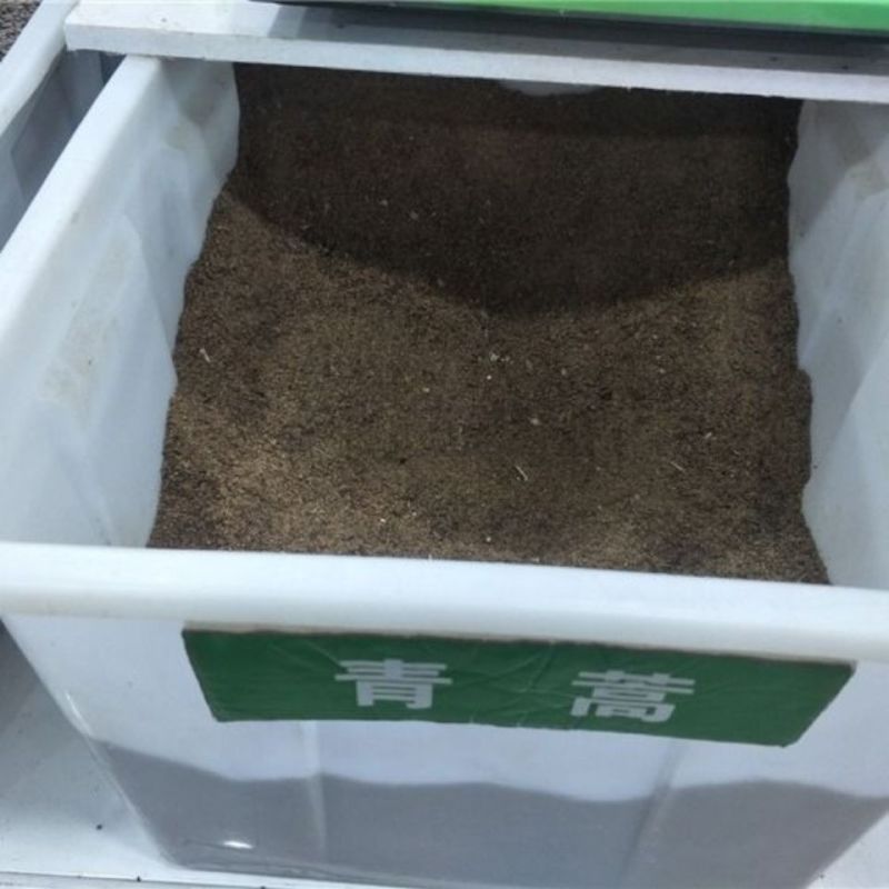 新采青蒿种子野生青蒿种子草蒿种子香蒿种子苦蒿种子
