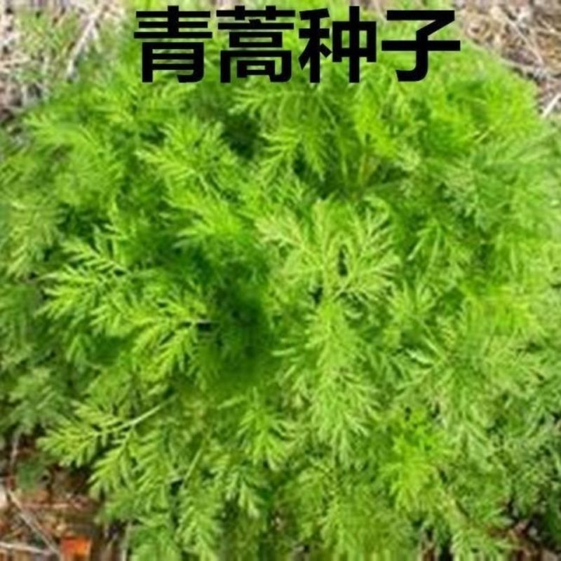 新采青蒿种子野生青蒿种子草蒿种子香蒿种子苦蒿种子
