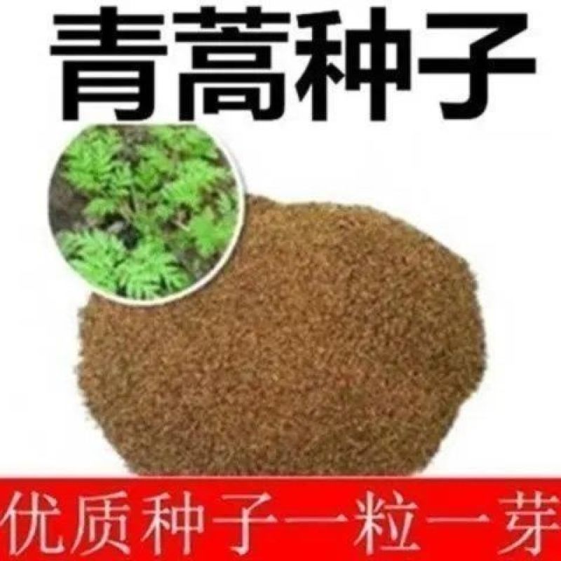 新采青蒿种子野生青蒿种子草蒿种子香蒿种子苦蒿种子