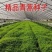 新采青蒿种子野生青蒿种子草蒿种子香蒿种子苦蒿种子
