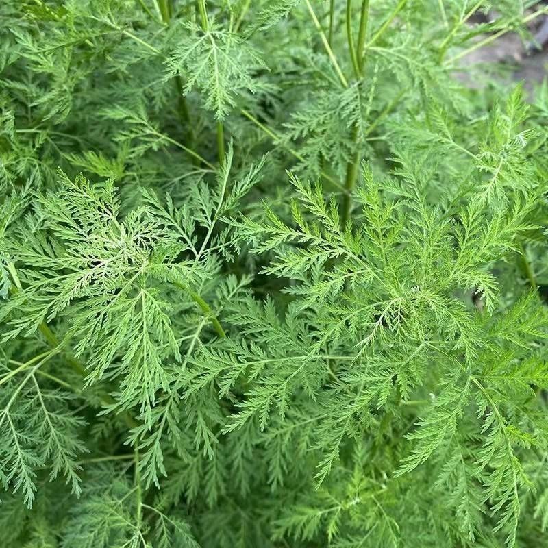 新采青蒿种子野生青蒿种子草蒿种子香蒿种子苦蒿种子